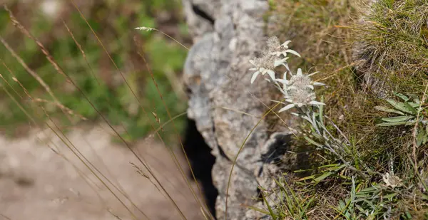 Edelweiss de montagne des Dolomites - ITALIE — Photo