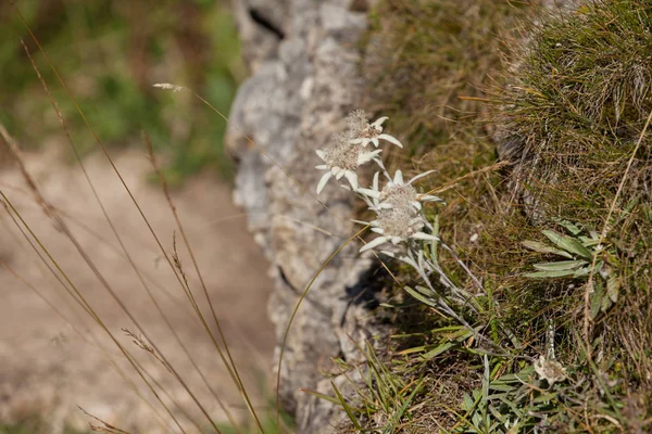 Montanha edelweiss das Dolomitas - ITÁLIA — Fotografia de Stock