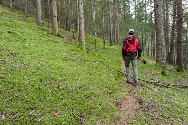 Een trekker loopt solo door het bos in een bewolkte dag — Stockfoto