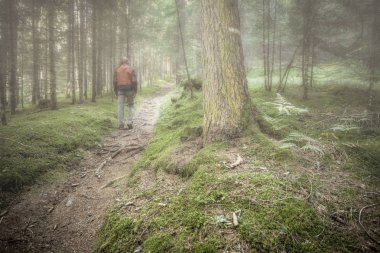 Bulutlu bir günde ormanda tek başına yürüyen bir yürüyüşçü.