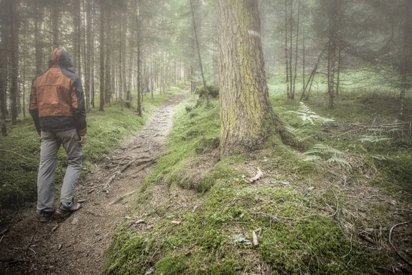 一个徒步旅行者在多云的天气独自在森林中行走 — 图库照片