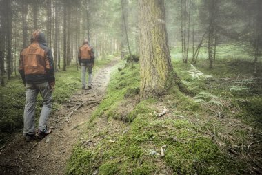 Bulutlu bir günde ormanda tek başına yürüyen bir yürüyüşçü.