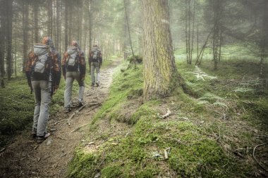 Bulutlu bir günde ormanda tek başına yürüyen bir yürüyüşçü.