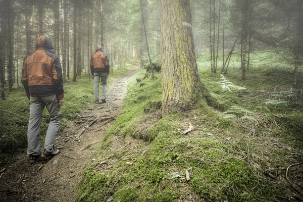 Bulutlu bir günde ormanda tek başına yürüyen bir yürüyüşçü.