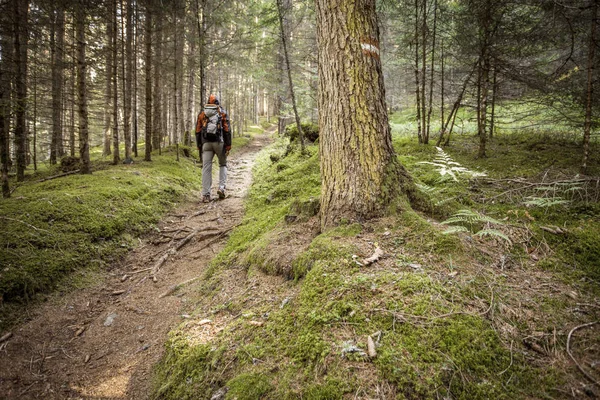 Bulutlu bir günde ormanda tek başına yürüyen bir yürüyüşçü.