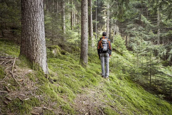 Треккер, гуляющий в одиночестве среди леса в облачный день — стоковое фото