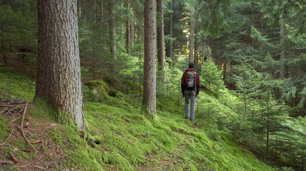 Een trekker loopt solo door het bos in een bewolkte dag — Stockfoto