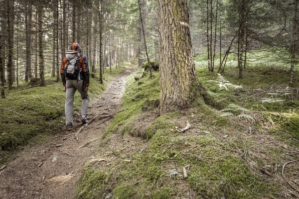Bulutlu bir günde ormanda tek başına yürüyen bir yürüyüşçü.