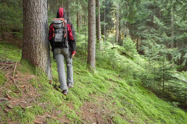 Een trekker loopt solo door het bos in een bewolkte dag — Stockfoto