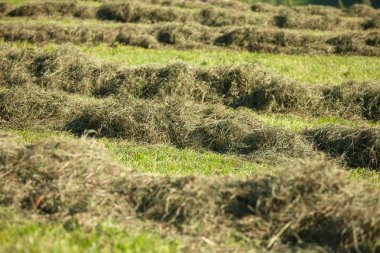 Rural scene during hay harvest in Villnoess in Dolomites clipart