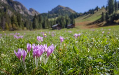 güneşli bir günde Dolomites geniş bir yeşil otlak içinde çiğdem