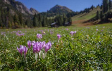 güneşli bir günde Dolomites geniş bir yeşil otlak içinde çiğdem