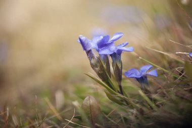 Dolomites - İtalya dan dağ flora (Gentianella)
