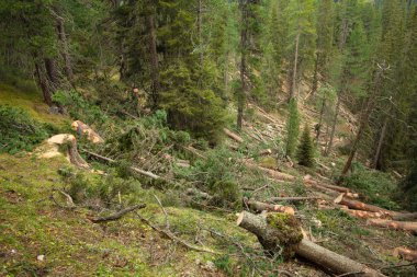Bir İtalyan ormanının içindeki ormanların yok edilmesini kontrol altına aldı. Genç bir çam ağacının kesiti