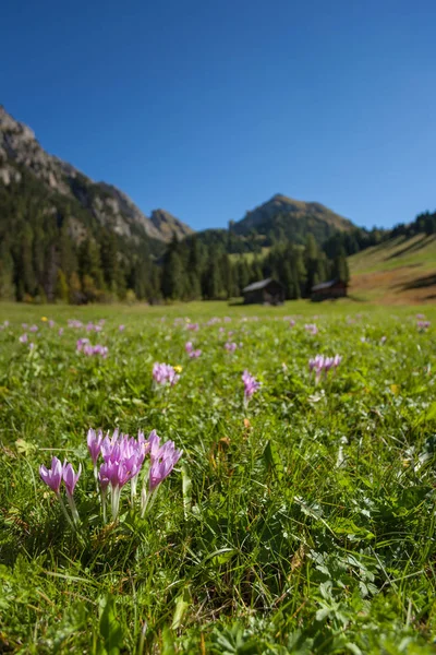 Crocus in un ampio pascolo verde nelle Dolomiti in una giornata di sole — Foto Stock