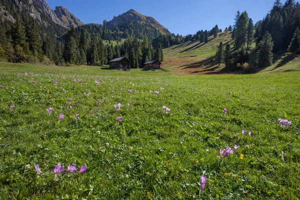 Crocus in een brede groene weide in de Dolomieten op een zonnige dag — Stockfoto