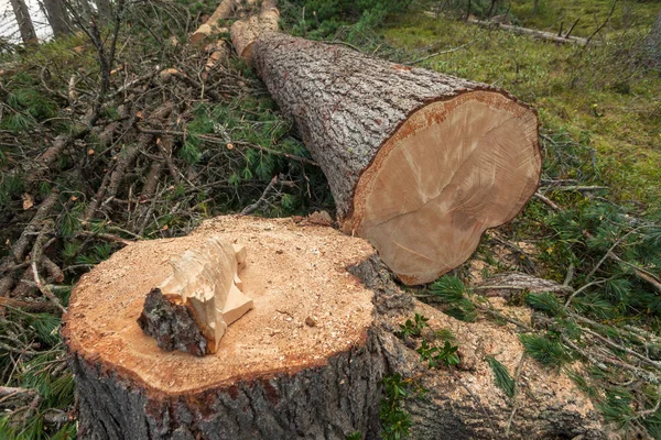 Deforestación controlada dentro de un bosque italiano. Sección transversal —  Fotos de Stock