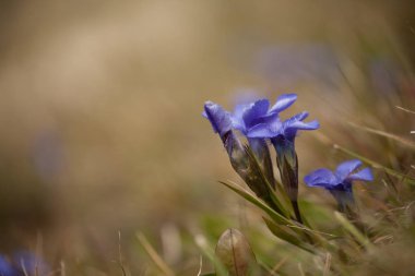 Dolomites - İtalya dan dağ flora (Gentianella)