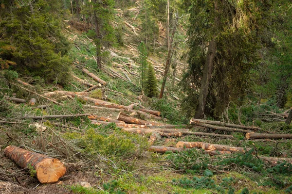 Déforestation contrôlée dans une forêt italienne. Coupe transversale d'un jeune pin — Photo