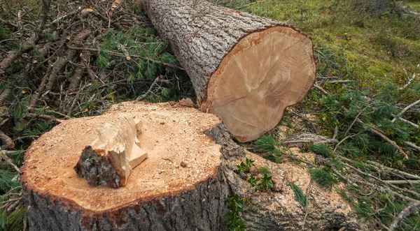Ellenőrzött erdőirtás egy olasz erdőben. Egy fiatal fenyőfa keresztmetszete — Stock Fotó