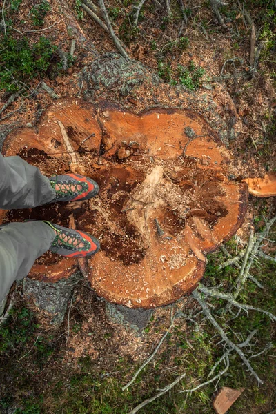 Kontrollierte Entwaldung in einem italienischen Wald. Querschnitt einer jungen Kiefer — Stockfoto