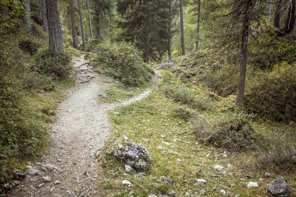 Un único camino de montaña se divide en dos direcciones diferentes. Es un día nublado otoñal. . — Foto de Stock