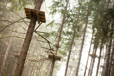 Ağaç uzun Dolomites, İtalya bir n İtalyan ormanda içinde donanımlı bir rota tırmanma.