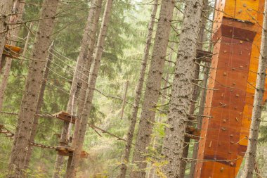 Ağaç uzun Dolomites, İtalya bir n İtalyan ormanda içinde donanımlı bir rota tırmanma.