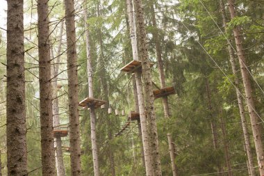 Ağaç uzun Dolomites, İtalya bir n İtalyan ormanda içinde donanımlı bir rota tırmanma.