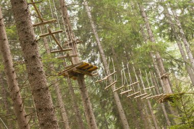 Ağaç uzun Dolomites, İtalya bir n İtalyan ormanda içinde donanımlı bir rota tırmanma.
