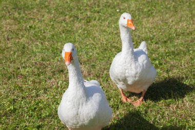Dolomites bölgesinde yeşil bir otlak bazı ördekler