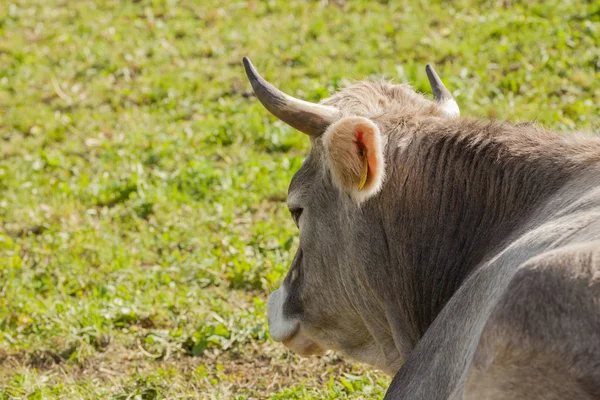 Een koe rusten in een groene weide in de Dolomieten gebied — Stockfoto