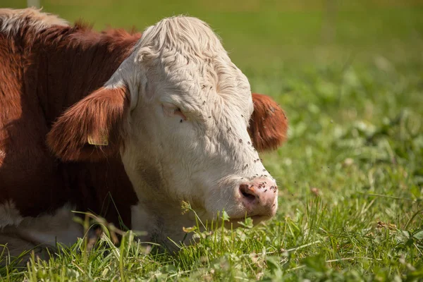 Μια αγελάδα που αναπαύεται σε ένα καταπράσινο βοσκότοπο στην περιοχή των Δολομίτες — Φωτογραφία Αρχείου