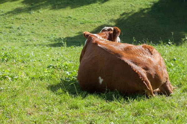 Sapi yang beristirahat di padang rumput hijau di daerah Dolomites — Stok Foto