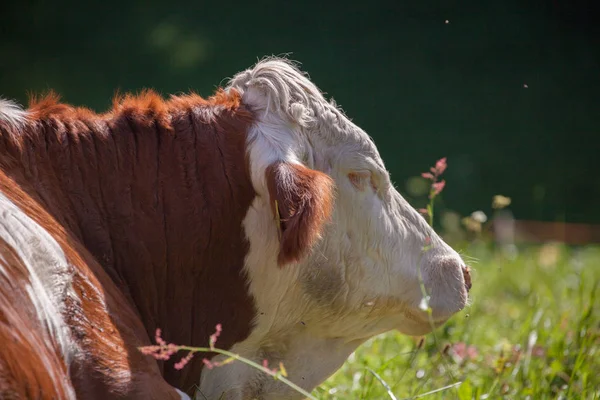 Una vaca descansando en un pasto verde en el área de Dolomitas —  Fotos de Stock