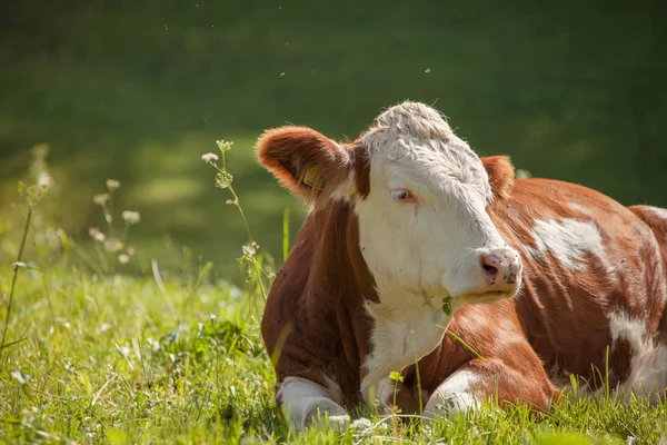 Μια αγελάδα που αναπαύεται σε ένα καταπράσινο βοσκότοπο στην περιοχή των Δολομίτες — Φωτογραφία Αρχείου