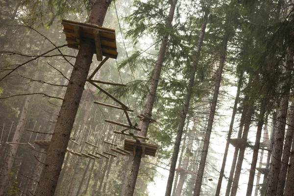 Tree climbing long an equipped route inside a n Italian woods in Dolomites, Italy.