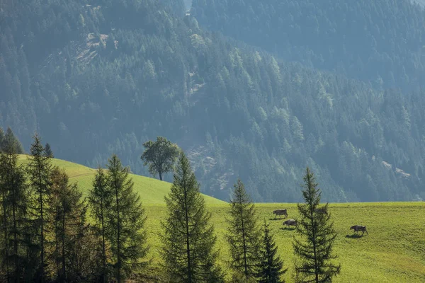 Grüne Weide über der Geißelgruppe in den Dolomiten — Stockfoto