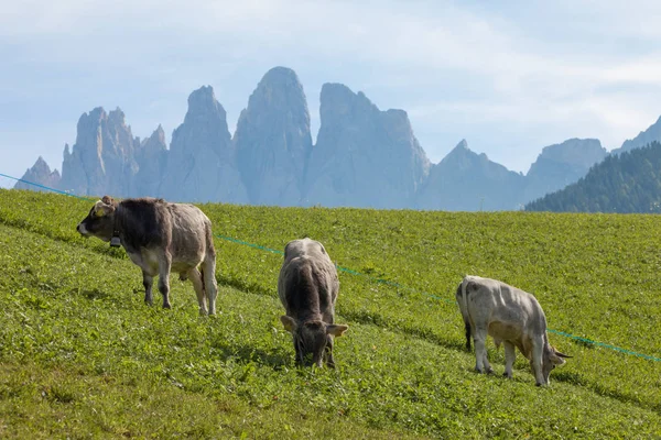 Une vache alpine dans un pâturage verdoyant dans la région des Dolomites — Photo