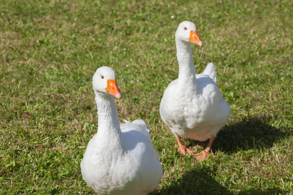 Dolomites bölgesinde yeşil bir otlak bazı ördekler
