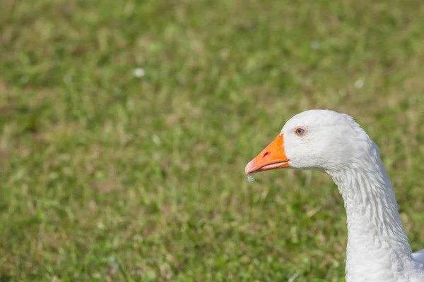 Einige Enten auf einer grünen Weide im Dolomitengebiet — Stockfoto