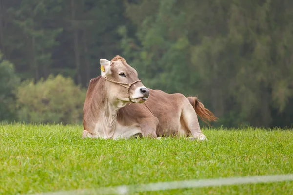 Μια καφέ αλπική αγελάδα ξεκουράζεται σε ένα καταπράσινο λιβάδι στην περιοχή Δολομίτες — Φωτογραφία Αρχείου