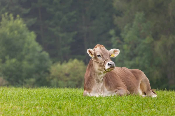 Egy barna alpesi tehén pihen egy zöld legelőn Dolomitok területén — Stock Fotó