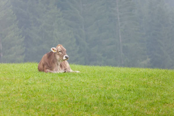 돌로미티 지역의 푸른 목초지에 누워 있는 행복한 갈색 알프스 소 — 스톡 사진