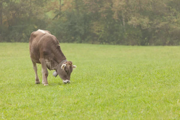 Μια ευτυχισμένη καφέ αλπική αγελάδα που αναπαύεται σε ένα καταπράσινο βοσκότοπο στην περιοχή Δολομίτες — Φωτογραφία Αρχείου