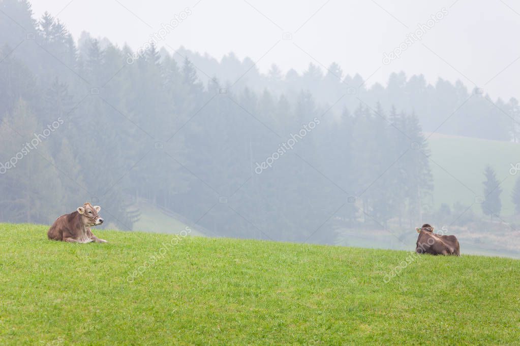 An happy brown alpine cow resting in a green pasture in Dolomites area