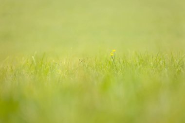 Dolomites, İtalya'da yeşil bir dağ çayırından çimenler üzerinde yakın