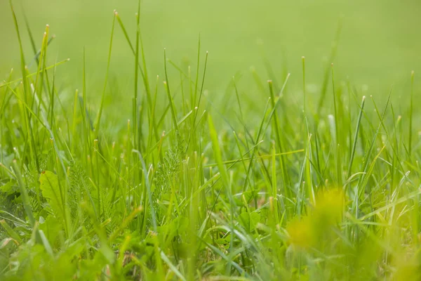 Fechar sobre a grama de um pasto de montanha verde em Dolomit — Fotografia de Stock