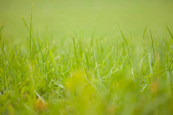 Près de l'herbe d'un pâturage verdoyant à Dolomites, Italie — Photo