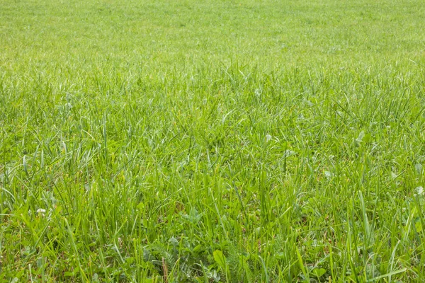 Perto sobre a grama de um pasto de montanha verde em Dolomites, Itália — Fotografia de Stock